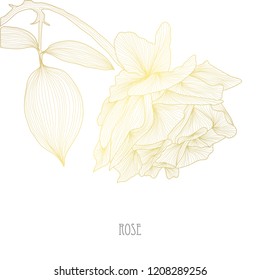 Decorative rose  flower, design element. Can be used for cards, invitations, banners, posters, print design. Golden flowers