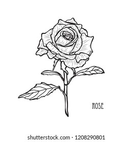 Decorative rose flower, design element. Can be used for cards, invitations, banners, posters, print design. Floral background in line art style