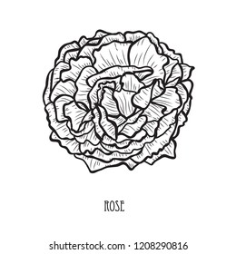 Decorative rose flower, design element. Can be used for cards, invitations, banners, posters, print design. Floral background in line art style