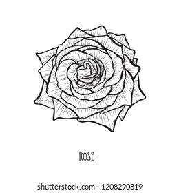Decorative rose flower, design element. Can be used for cards, invitations, banners, posters, print design. Floral background in line art style