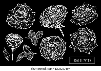 Decorative rose flowers set, design elements. Can be used for cards, invitations, banners, posters, print design. Floral background in line art style