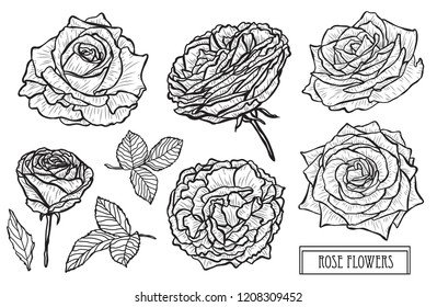 Decorative rose flowers set, design elements. Can be used for cards, invitations, banners, posters, print design. Floral background in line art style