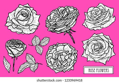 Decorative rose flowers set, design elements. Can be used for cards, invitations, banners, posters, print design. Floral background in line art style