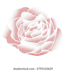 Decorative rose illustration created using stipple and dotwork techniques. Soft pink floral artwork with a vintage print aesthetic, suitable for posters, branding, packaging, editorial projects, and tattoo-inspired designs.