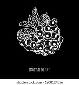 Decorative  rowan berries, design elements. Can be used for cards, invitations, banners, posters, print design. Floral background in line art style