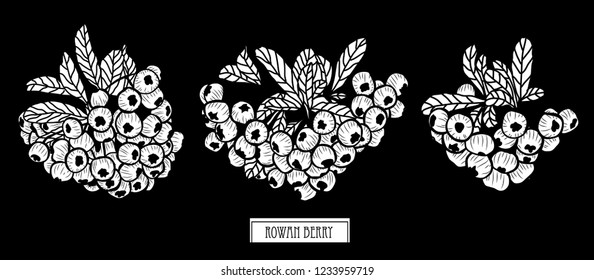 Decorative  rowan berries, design elements. Can be used for cards, invitations, banners, posters, print design. Floral background in line art style