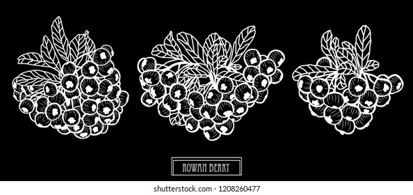 Decorative rowan berries set, design elements. Can be used for cards, invitations, banners, posters, print design. Floral background in line art style