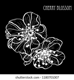 Decorative sakura flowers, design elements. Can be used for cards, invitations, banners, posters, print design. Floral background in line art style