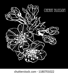 Decorative sakura flowers, design elements. Can be used for cards, invitations, banners, posters, print design. Floral background in line art style