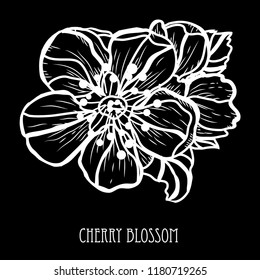 Decorative sakura flowers, design elements. Can be used for cards, invitations, banners, posters, print design. Floral background in line art style