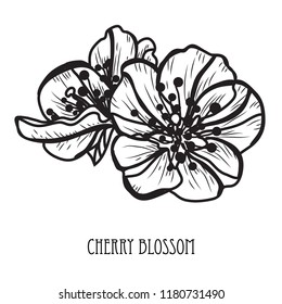Decorative sakura flowers, design elements. Can be used for cards, invitations, banners, posters, print design. Floral background in line art style