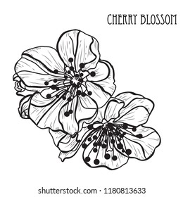Decorative sakura flowers, design elements. Can be used for cards, invitations, banners, posters, print design. Floral background in line art style