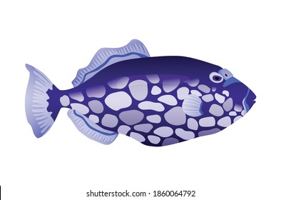 Decorative sea or aquarium fish on white background. Freshwater or saldwater aquarium cartoon fish. Variet of ornamental popular fish