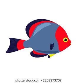 Decorative sea fish with blue red fins. Vector fish isolate in flat style, Sea exotic animals.