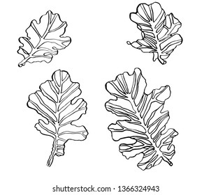 Decorative set vector illustration oak leaves with streaky on white background