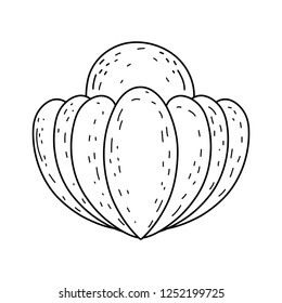 decorative shell isolated icon