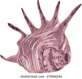 Decorative shell - Sea Shell - Vector
