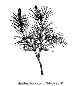 decorative silhouette hand drawn pine branch with pine needles