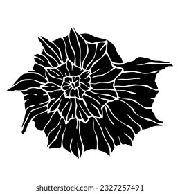 Decorative silhouette of a seashell.Vector graphics.