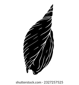 Decorative silhouette of a seashell.Vector graphics.