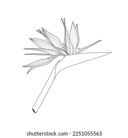 Decorative simple line strelitzia flower, design elements. Can be used for cards, invitations, banners, posters, print design. Floral background in line art style.