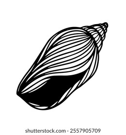 Decorative sketch of sea shell,Vector graphics.