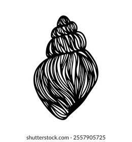 Decorative sketch of sea shell,Vector graphics.