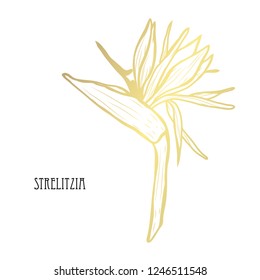 Decorative strelitzia flowers, design elements. Can be used for cards, invitations, banners, posters, print design. Golden flowers