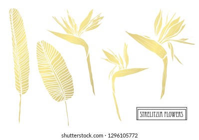 Decorative strelitzia flowers, design elements. Can be used for cards, invitations, banners, posters, print design. Golden flowers