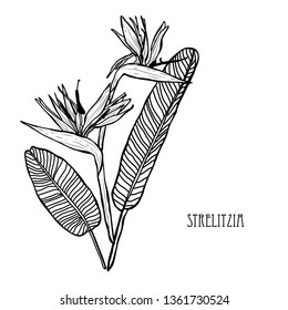 Decorative strelitzia flowers, design elements. Can be used for cards, invitations, banners, posters, print design. Floral background in line art style