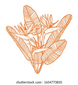 Decorative strelitzia flowers, design elements. Can be used for cards, invitations, banners, posters, print design. Floral background in line art style