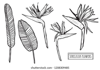 Decorative strelitzia  flowers set, design elements. Can be used for cards, invitations, banners, posters, print design. Floral background in line art style