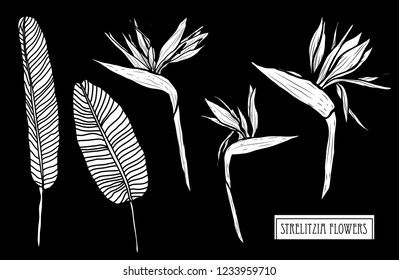 Decorative strelitzia flowers set, design elements. Can be used for cards, invitations, banners, posters, print design. Floral background in line art style