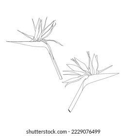 Flores estrelitzia decorativas, elementos de diseño. Se puede usar para tarjetas, invitaciones, banners, afiches, diseño de impresión. Fondo floral con estilo de arte lineal.