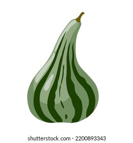 Decorative striped cushaw squash seasonal vegetable. Pumpkin, gourd vegetable for halloween, thanksgiving. Vector hand drawn isolated illustration.