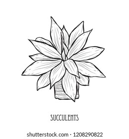 Decorative succulent plant, design element. Can be used for cards, invitations, banners, posters, print design. Floral background in line art style