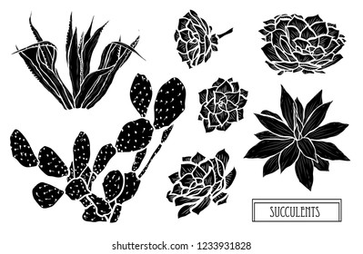 Decorative  succulents set, design elements. Can be used for cards, invitations, banners, posters, print design. Floral background in line art style