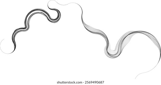 Decorative swirl of line. Intertwined curved lines .Abstract flow linear fluid shapes .Curly design element. Music sound wave . Swirl calligraphic flourish divider ornament design. Curve lines Vector 