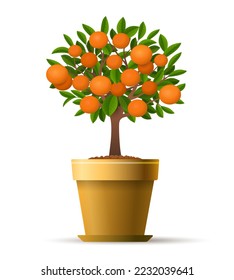 Decorative tangerine tree. Mandarin bush in pot isolated on white background, vietnamese orange citrus shrub plant in basket vector illustration