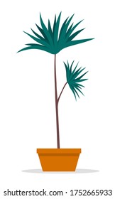 Decorative topiary tree in pot isolated at white background. Houseplant in flowerpot. Indoor or outdoor decorative tree with round crown. Domestic greenery. Vector icon for logo, website or apps