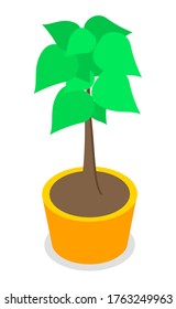 Decorative topiary tree in pot isolated at white background. Houseplant in flowerpot. Indoor or outdoor decorative tree with round crown. Domestic greenery. Vector icon for logo, website or apps