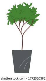 Árbol topiario decorativo en olla aislado en fondo blanco. Hogar en la maceta. Árbol decorativo interior o exterior con corona redonda. Verdor doméstico. Icono de vector para logotipo, sitio web o aplicaciones