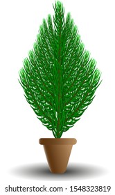 decorative tree, thuja in a brown pot, on a white background