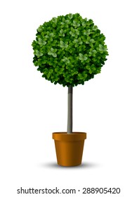 Decorative trimming boxwood tree in flowerpot.