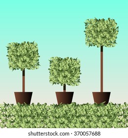Decorative trimming boxwood tree in flowerpot