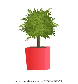 Decorative trimming boxwood tree in red flowerpot. Green bush in a pot