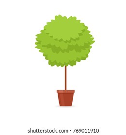 Decorative trimming outdoor plant tree in pot. Vector illustration isolated on white background