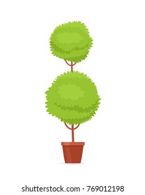 Decorative trimming outdoor plant tree in pot. Vector illustration isolated on white background