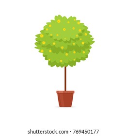 Decorative trimming outdoor plant tree in pot. Vector illustration isolated on white background