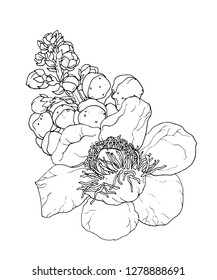 Decorative tropical cannonball tree with flower blossom. Vector botanical illustration: retro, vintage, hand drawn, black and white, outline. For wedding print, invitation, card. Japanese style.